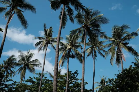 والپیپر نخل‌های استوایی با کیفیت 4K · tropical · 3840×2560
