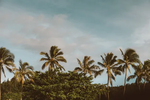 Tropische Palmbomen 4K-achtergrond · tropical · 3840×2560