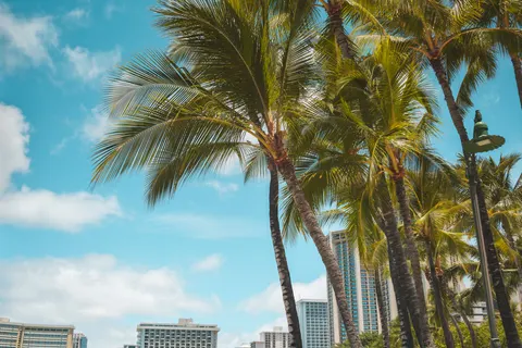 Palm Trees 4K Wallpaper · tropical · 3840×2560