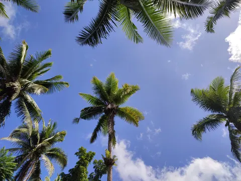 Tropikal Palmiyeler 4K Duvar Kağıdı · tropical · 3840×2880