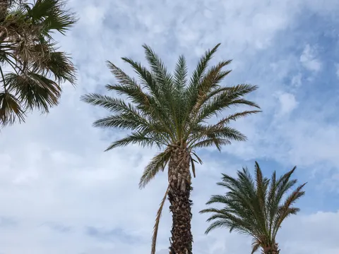 Tapeta Tropikalne Palmy 4K · tropical · 3840×2880