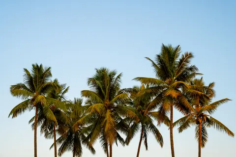 Palm Trees 4K Wallpaper · tropical · 3840×2560
