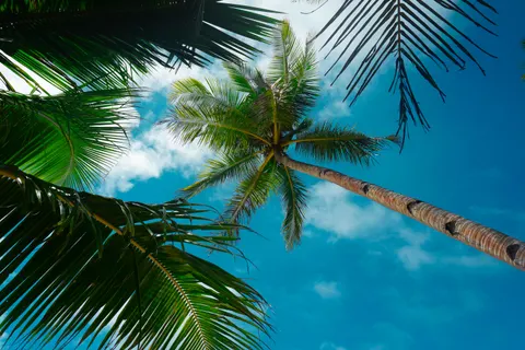 Papel de parede Palmeiras 4K · tropical · 3840×2560