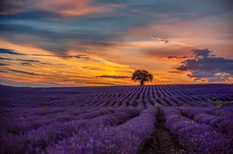 Fond d'écran Champ de lavande 4K · flowers · 3840×2534