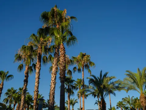 棕榈树 4K壁纸 · tropical · 3840×2880