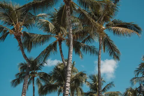 棕榈树影 4K壁纸 · tropical · 3840×2560