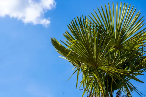 Palm Trees 4K Wallpaper · tropical · 3840×2560