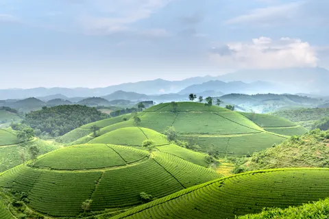 Tea Plantation 4K Wallpaper · nature · 3840×2560