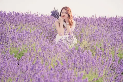 خلفية حقل الخزامى بدقة 4K · flowers · 3840×2560