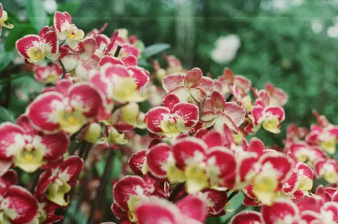 Orchid 4K Wallpaper · flowers · 3840×2547