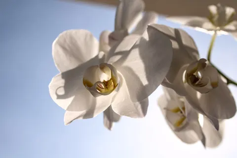 Fondo de pantalla Orquídea 4K · flowers · 3840×2560