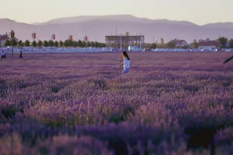 خلفية حقل الخزامى بدقة 4K · flowers · 3840×2560