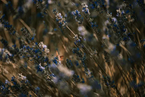 라벤더 밭 4K 배경화면 · flowers · 3840×2560