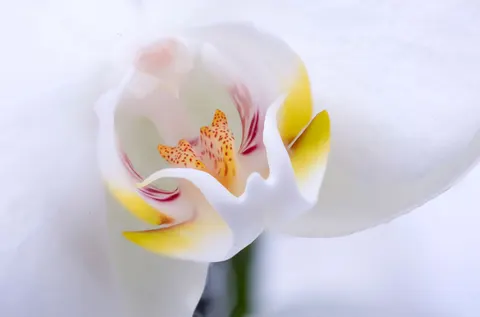 Tapeta Orchidea 4K · flowers · 3840×2533