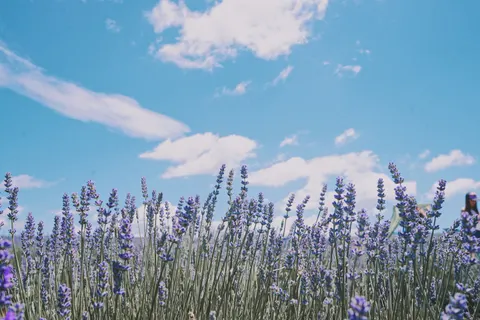 Обои Лавандовое поле 4K · flowers · 3840×2560