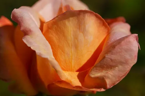 خلفية وردة بدقة 4K · flowers · 3840×2560