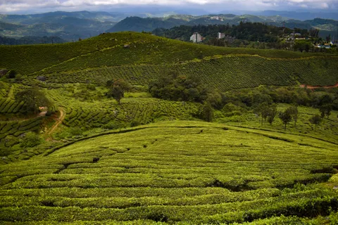 Tea Plantation 4K Wallpaper · nature · 3840×2560