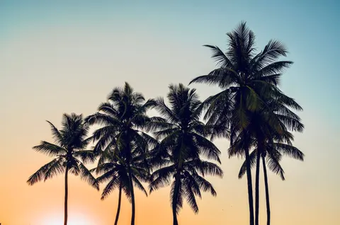 Tropical Sunset 4K Wallpaper · tropical · 3840×2542