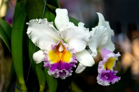 Orchid 4K Wallpaper · flowers · 3840×2562