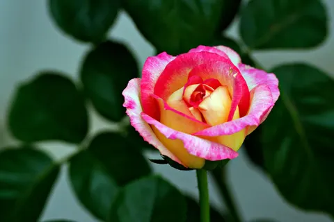 Fond d'écran Rose 4K · flowers · 3840×2560