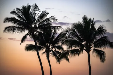 والپیپر غروب استوایی با کیفیت 4K · tropical · 3840×2563