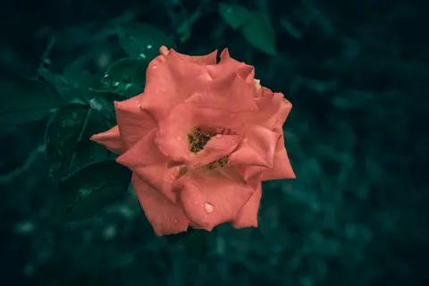 Papel de parede Rosa 4K · flowers · 3840×2560