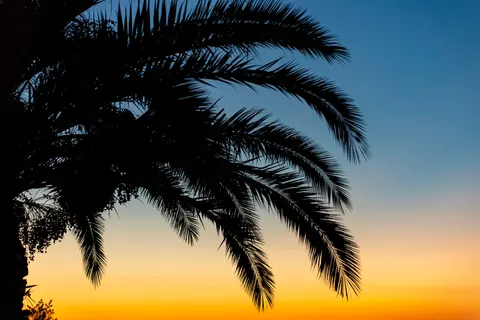 Fondo de pantalla Atardecer Tropical 4K · tropical · 3840×2561