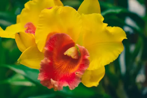 兰花 4K壁纸 · flowers · 3840×2560