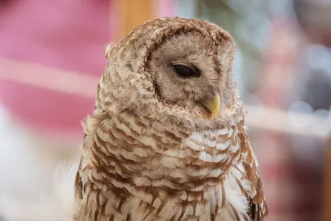Owl Portrait 4K Wallpaper · birds · 3840×2560