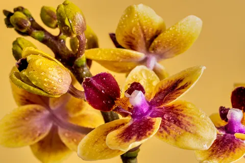 蘭花 4K桌布 · flowers · 3840×2561