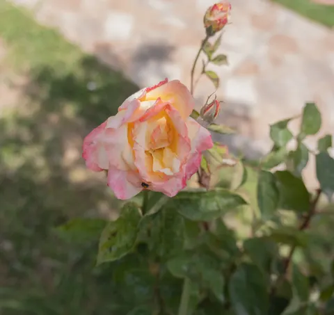 Обои Роза 4K · flowers · 3840×3617