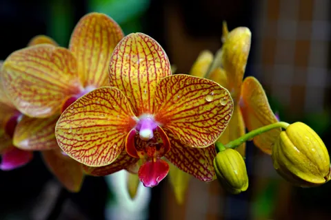 Tapeta Orchidea 4K · flowers · 3840×2560