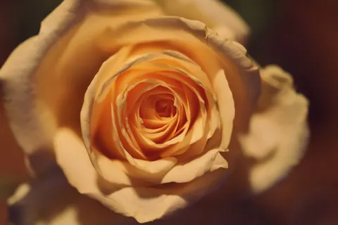Papel de parede Rosa 4K · flowers · 3840×2560