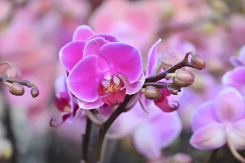 蘭花 4K桌布 · flowers · 3840×2563
