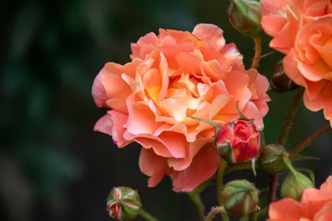 Rose 4K Hintergrundbild · flowers · 3840×2560