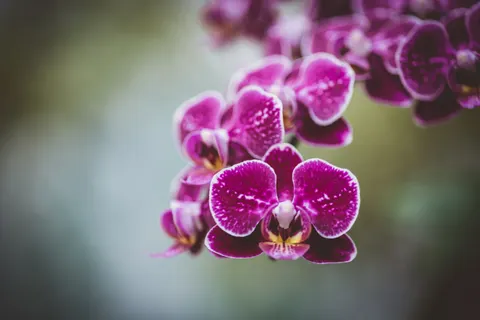 Fondo de pantalla Orquídea 4K · flowers · 3840×2560