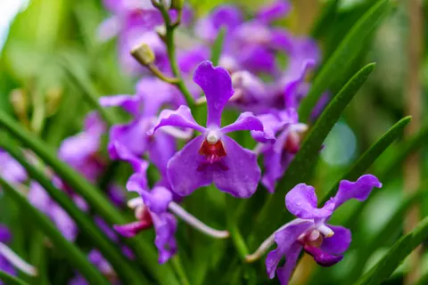 Fond d'écran Orchidée 4K · flowers · 3840×2560