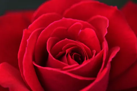 Rose 4K Wallpaper · flowers · 3840×2563