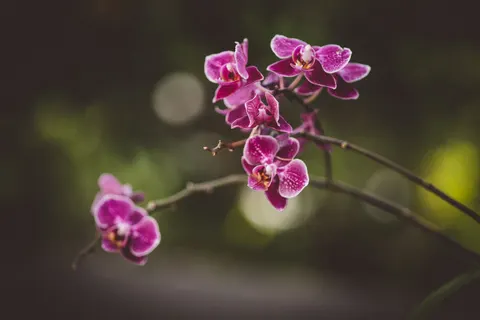 蘭 4K壁紙 · flowers · 3840×2560
