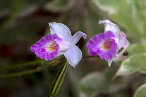 Hình nền Hoa Lan 4K · flowers · 3840×2560