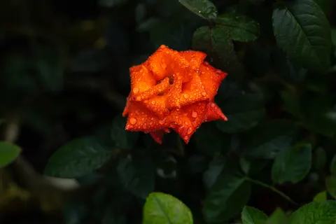 장미 4K 배경화면 · flowers · 3840×2560