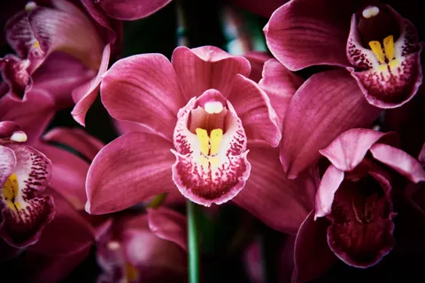 Fond d'écran Orchidée 4K · flowers · 3840×2560