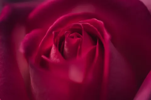 Rose 4K Wallpaper · flowers · 3840×2561