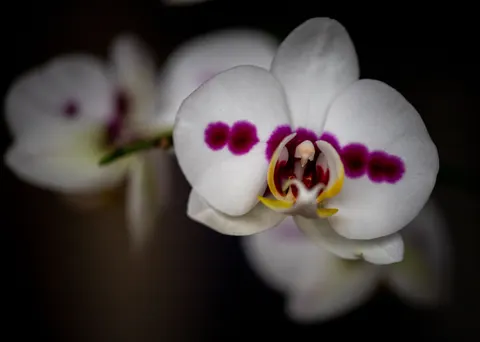 Sfondo Orchidea 4K · flowers · 3840×2737