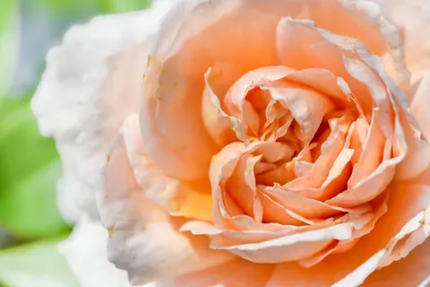Rose 4K Hintergrundbild · flowers · 3840×2563