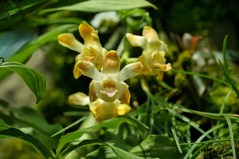 Tapeta Orchidea 4K · flowers · 3840×2560