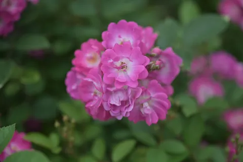 Rose 4K Hintergrundbild · flowers · 3840×2555