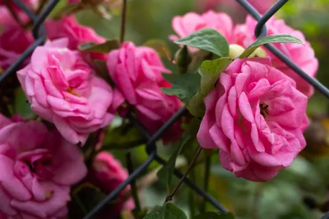 Rose 4K Hintergrundbild · flowers · 3840×2560