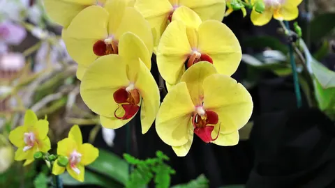 Tapeta Orchidea 4K · flowers · 3840×2160