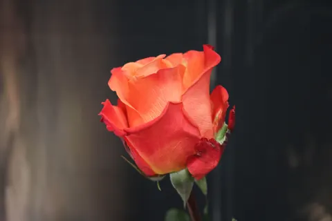 خلفية وردة بدقة 4K · flowers · 3840×2560